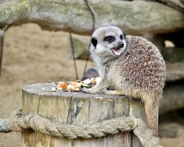meerkat
